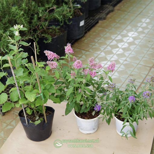 Bán cây trầm hương giá tốt tại Hà Nội