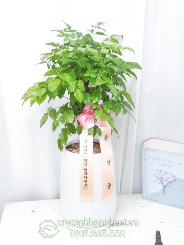 Cây cảnh chúc mừng lễ kỷ niệm phong cách Hàn Quốc (승진 축하 나무)
