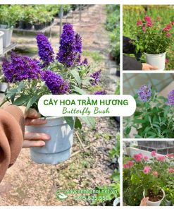 Cây Hoa Trầm Hương Butterfly Bush