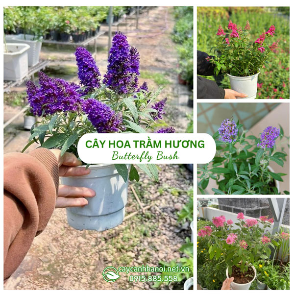 Cây Hoa Trầm Hương Butterfly Bush