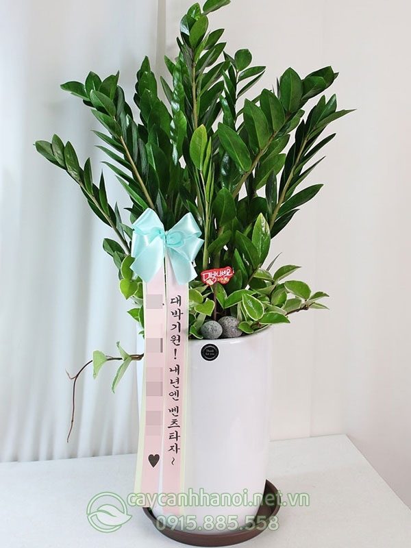 Cây kim tiền tặng tân gia phong cách Hàn Quốc (집들이 화분 선물)