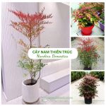 Cây Nam Thiên Trúc