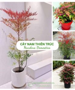 Cây nam thiên trúc