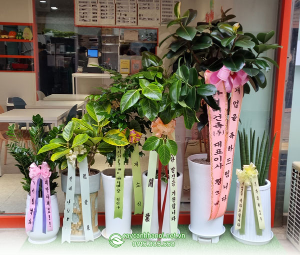 Cây xanh đẹp chúc mừng phong cách Hàn Quốc (개업 화분)