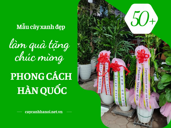 Tổng hợp những mẫu cây xanh đẹp làm quà tặng chúc mừng phong cách Hàn Quốc
