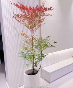 Chậu cây cảnh nam thiên trúc trang trí nội thất