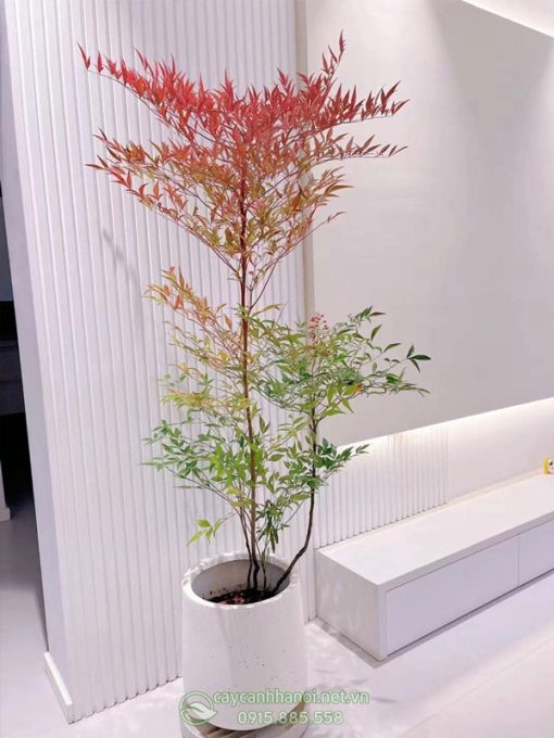Chậu cây cảnh nam thiên trúc trang trí nội thất