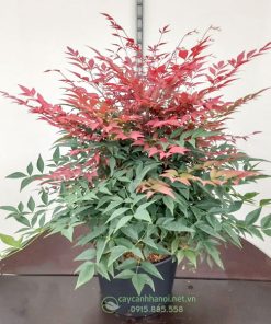 Đặc điểm cây nam thiên trúc Nandina