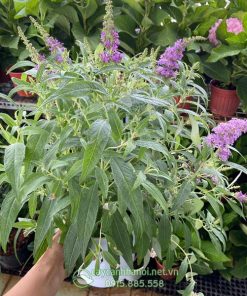 Đặc điểm lá cây trầm hương Butterfly Bush