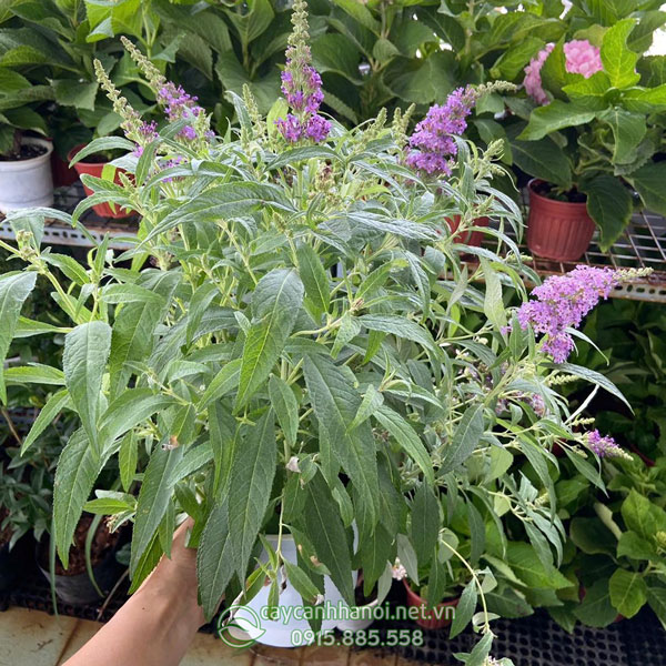 Đặc điểm lá cây trầm hương Butterfly Bush
