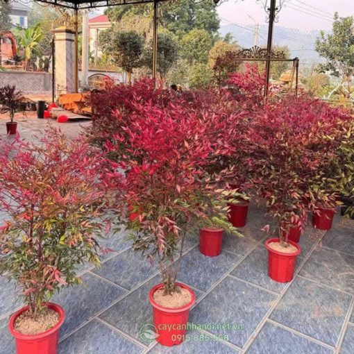 Địa chỉ mua bán cây năm thiên trúc đẹp tại Hà Nội