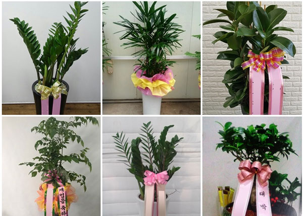 Dòng cây kiểng lá làm quà tặng chúc mừng
