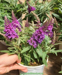 Hướng dẫn cách chăm sóc cây trầm hương Butterfly Bush