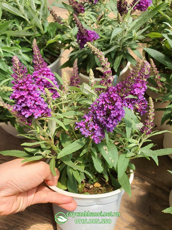 Hướng dẫn cách chăm sóc cây trầm hương Butterfly Bush