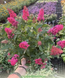 Cây Butterfly Bush trầm hương hoa hồng