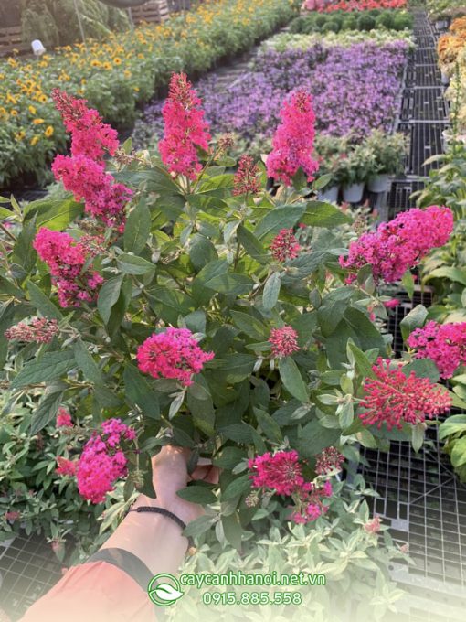 Cây Butterfly Bush trầm hương hoa hồng
