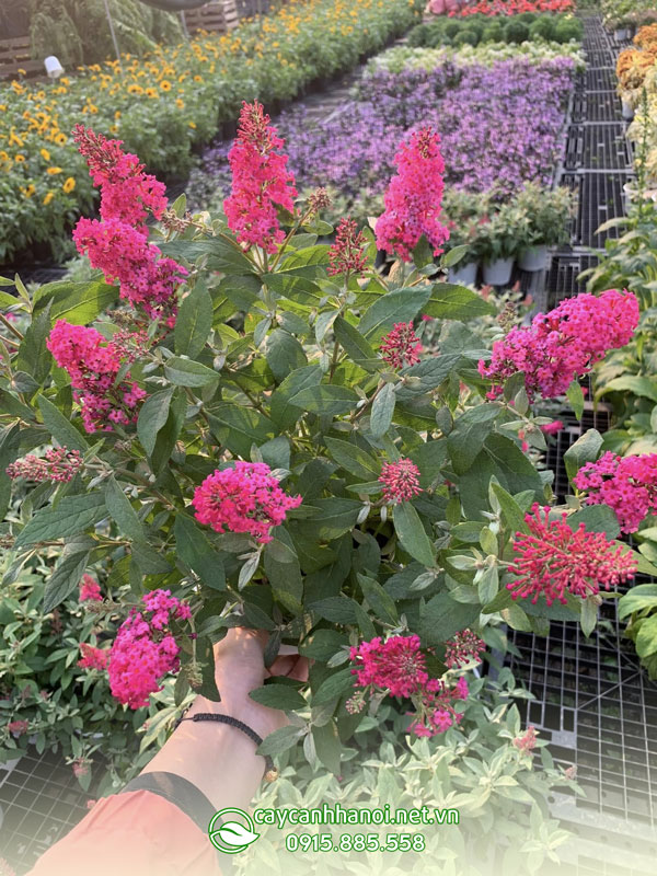 Cây Butterfly Bush trầm hương hoa hồng