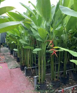 Bán cây chuối phượng hoàng số lượng lớn tại Hà Nội