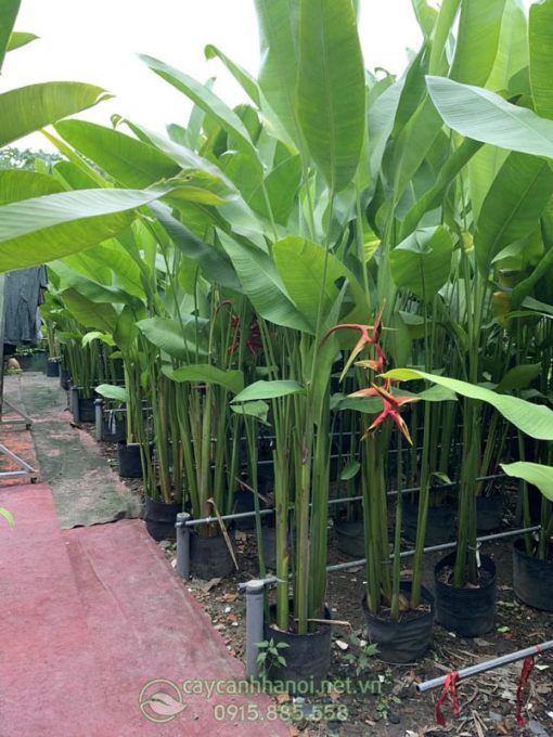 Bán cây chuối phượng hoàng số lượng lớn tại Hà Nội