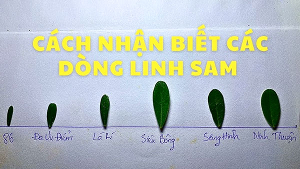 Cách phân biệt các dòng linh sam phổ biến