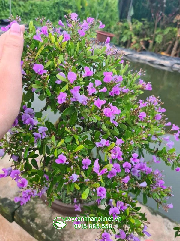 Cách phân biệt các loại hoa linh sam
