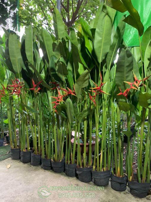 Cây chuối phượng hoàng