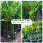 Cây chuối phượng hoàng