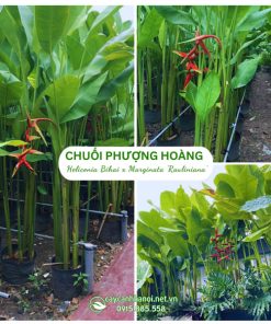 Cây chuối phượng hoàng (chuối thiên hoàng)
