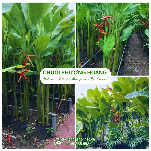 Cây chuối phượng hoàng (chuối thiên hoàng)
