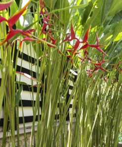 Cây chuối phượng hoàng trồng hàng rào