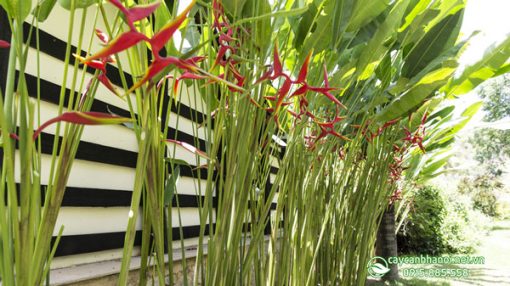 Cây chuối phượng hoàng trồng hàng rào