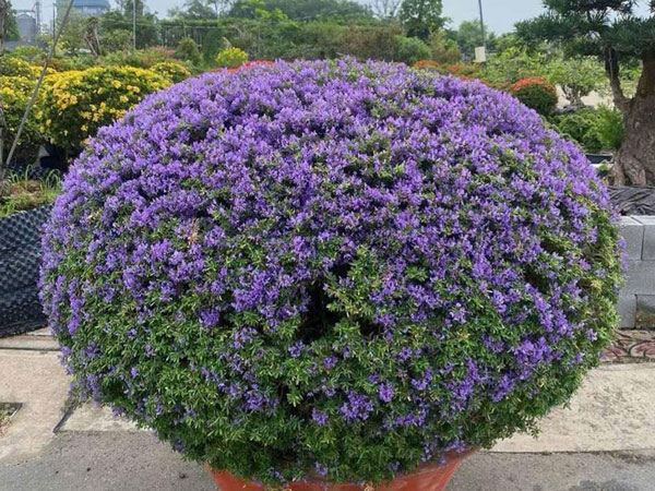 Cây hoa linh sam dáng Col tròn
