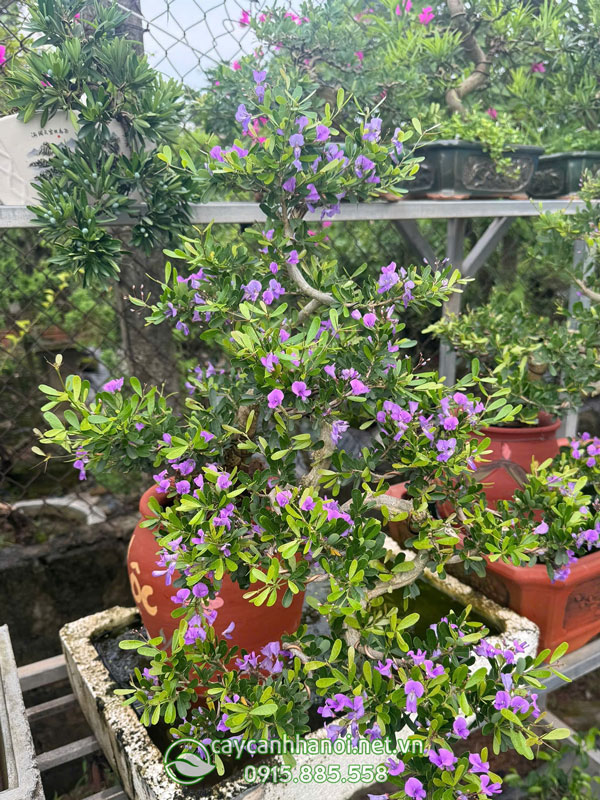 Cây linh sam trồng chum đất