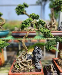 Cây linh sam hạt gạo mang đến nhiều ý nghĩa phong thủy tốt đẹp