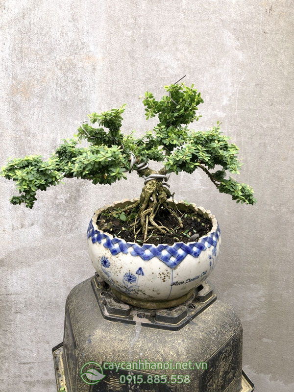 Cây linh sam hạt gạo Tân Phú