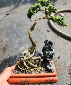 Chậu cây linh sam lá nhỏ hạt gạo bonsai