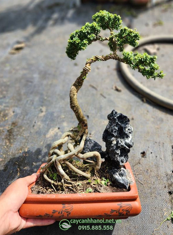 Chậu cây linh sam lá nhỏ hạt gạo bonsai