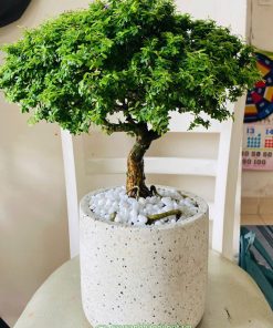 Cây linh sam hạt gạo trồng chậu để bàn làm việc