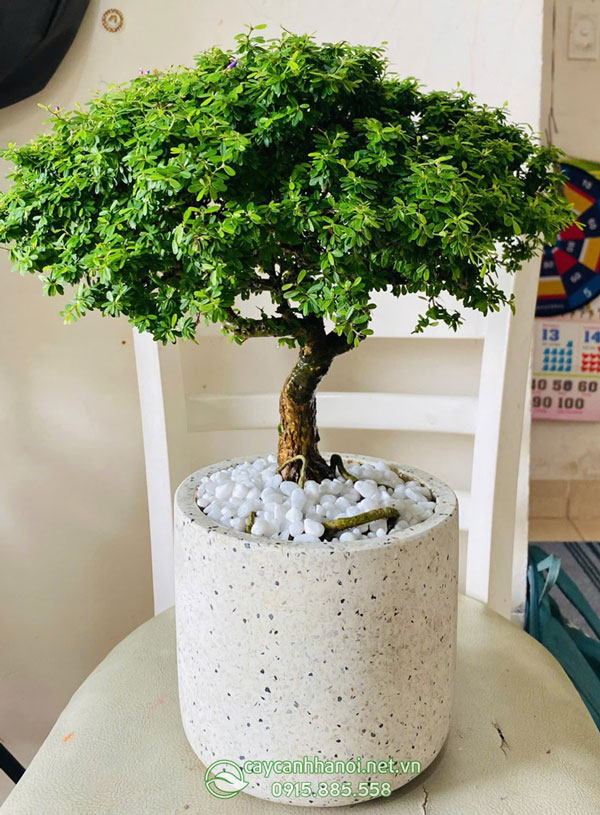 Cây linh sam hạt gạo trồng chậu để bàn làm việc