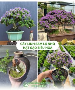 Cây linh sam lá nhỏ hạt gạo siêu hoa