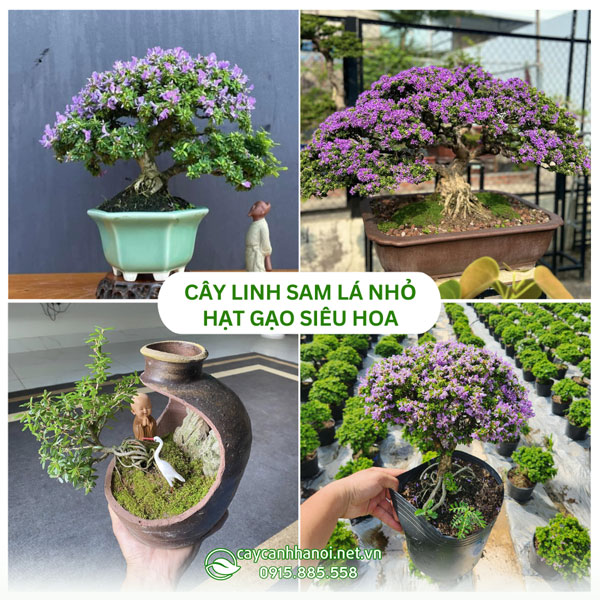 Cây linh sam lá nhỏ hạt gạo siêu hoa