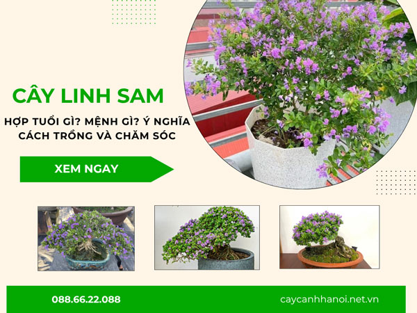 Cây linh sam hợp tuổi gì? Mệnh gì? Ý nghĩa, cách trồng và chăm sóc
