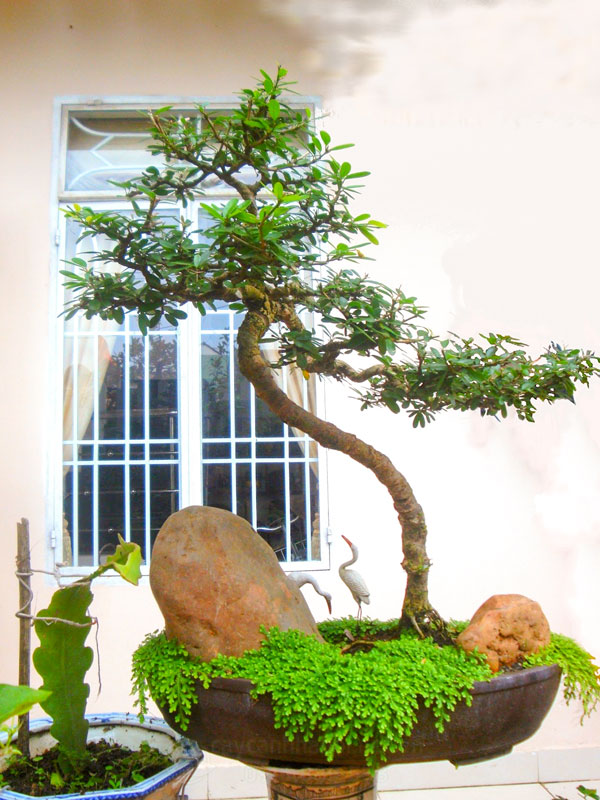 Cây linh sam trồng bonsai trang trí phòng khách