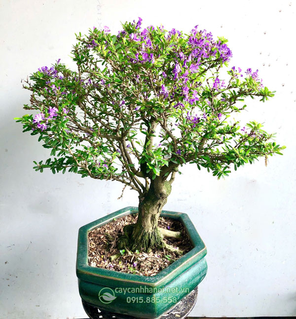 Chậu cây linh sam 86