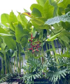 Chuối phượng hoàng trồng tạo cảnh quan sân vườn