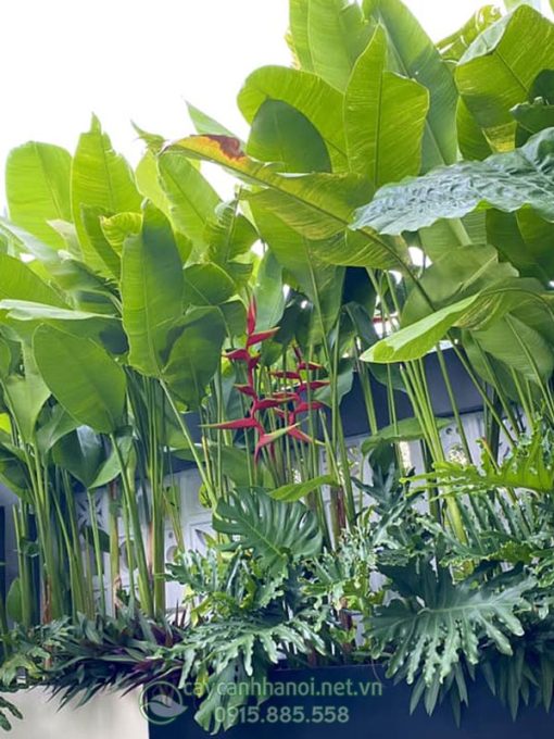 Chuối phượng hoàng trồng tạo cảnh quan sân vườn
