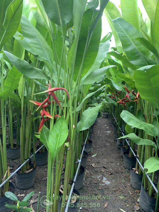 Cửa hàng bán cây chuối thiên hoàng đẹp giá rẻ