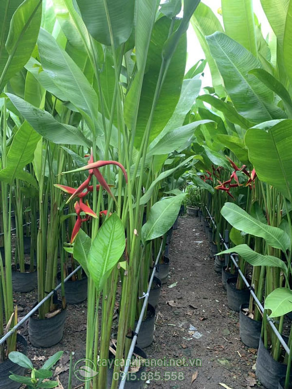 Cửa hàng bán cây chuối thiên hoàng đẹp giá rẻ