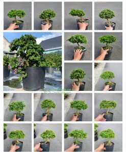 Cửa hàng bán cây linh san lá nhỏ hạt gạo mini tại Hà Nội