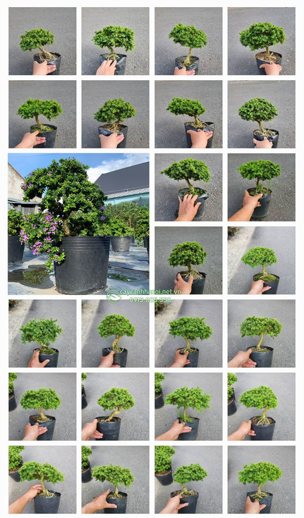 Cửa hàng bán cây linh san lá nhỏ hạt gạo mini tại Hà Nội